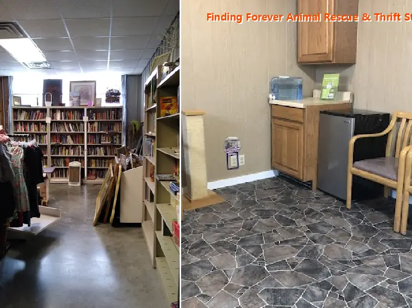 finding forever animal rescue & thrift store